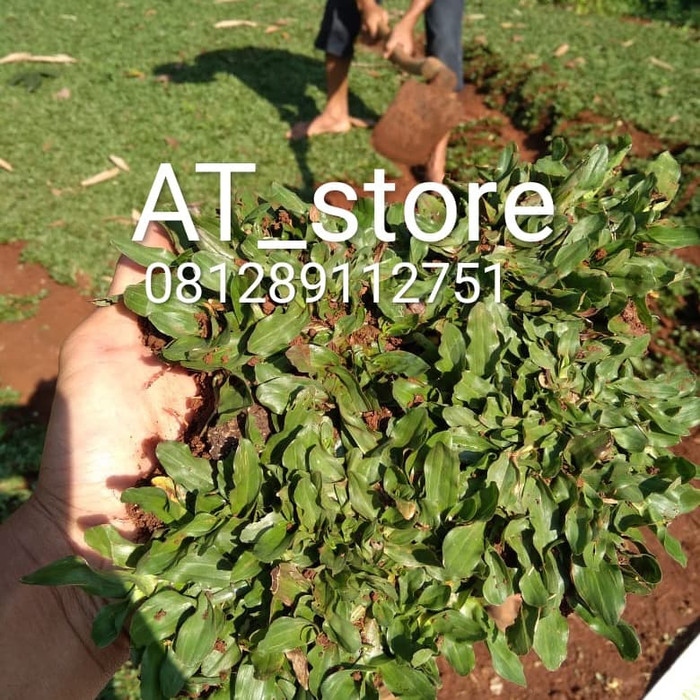 Rumput gajah mini - rumput gajah