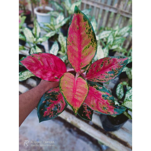 Aglonema Kocin Camelon