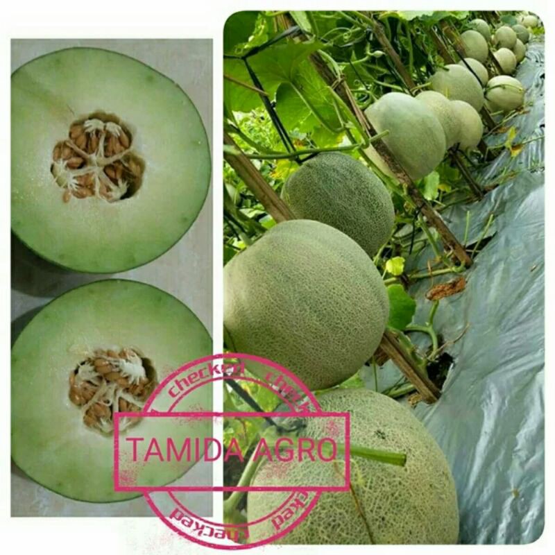 benih melon eldorado tahan virus volume 650 biji shopee indonesia