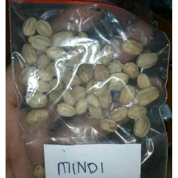 Terbaik 1 Kg Benih Biji Pohon Mindi Siap Semai