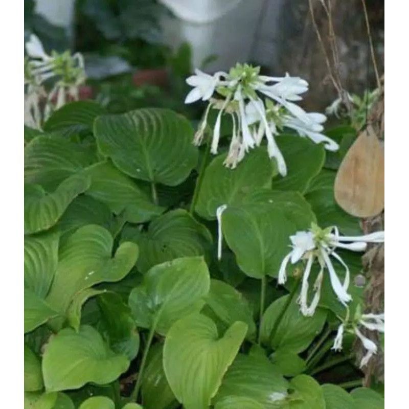 Tanaman Hias Hosta plantaginea / bunga lily lokal