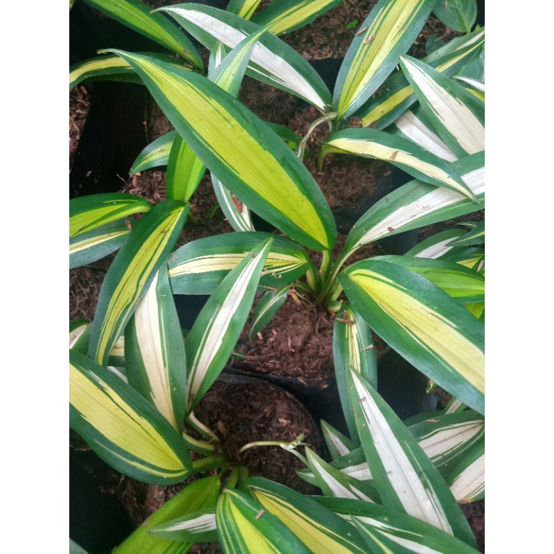 Tanaman Hias Lili Paris Hawai Daun kuning - lili paris