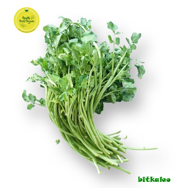 

Selada Air Organik 200 gr (PO)