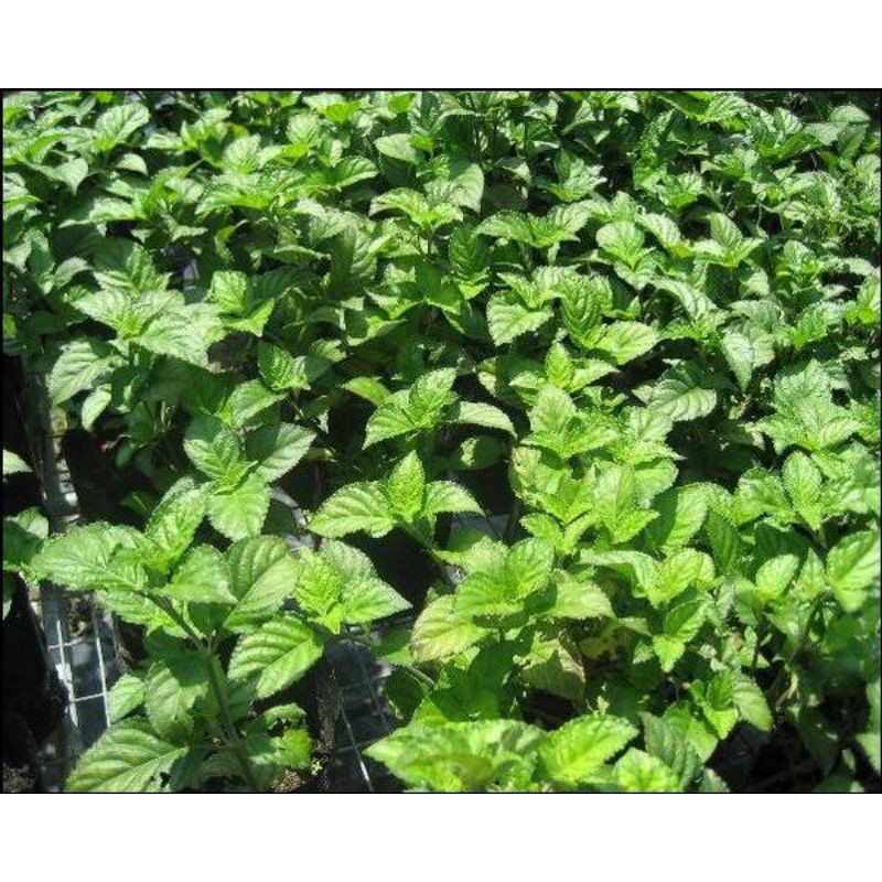 

daun nilam segar fress