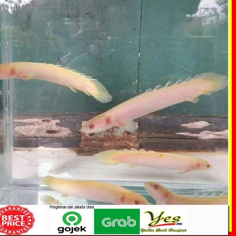 Q61065 Ikan Palmas Albino Ikan Hias Naga Putih Shopee Indonesia