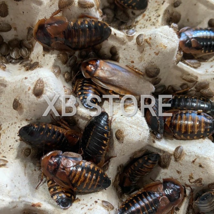 Paketan Kecoa Dubia 1 cm 100 ekor