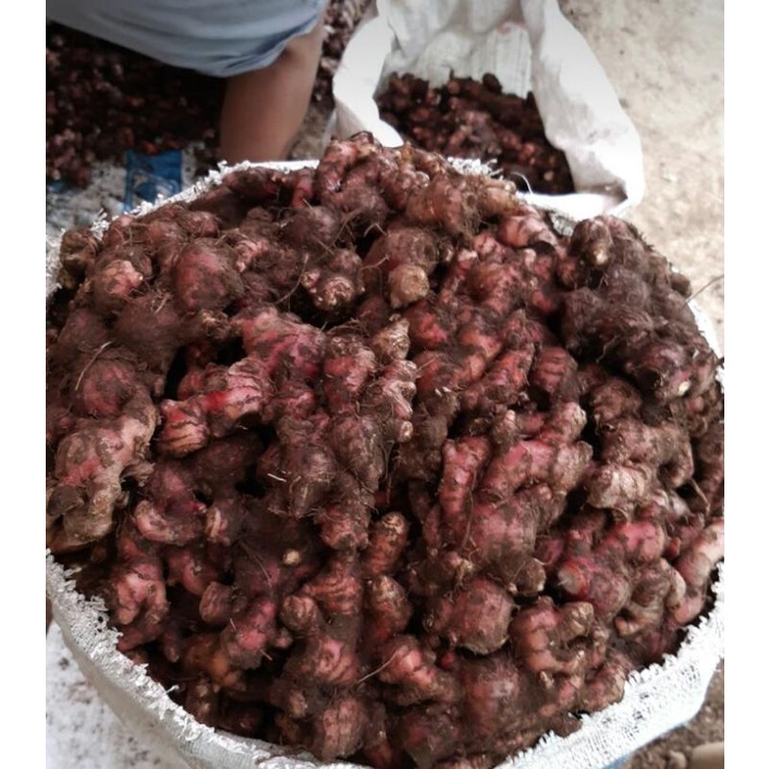 

jahe merah super berat bersih 1kg