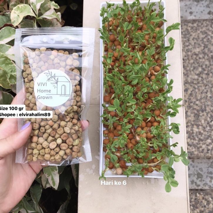 

KBUD™ Benih Biji Kacang Kapri 100gr Snow Peas Tomiau PeaShoots Pea Shoots Taomiao Microgreen Kirim L