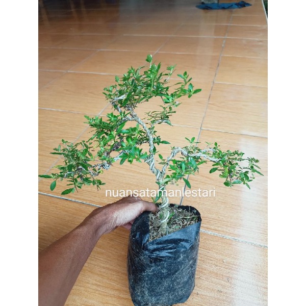 Bonsai Seribu Bintang / bonsai mini Seribu Bintang / BONSAI MINI