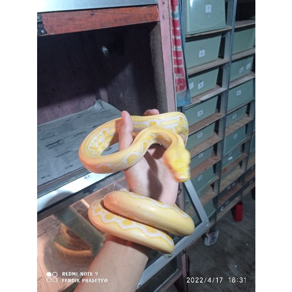 Retic Tiger Albino Lavender