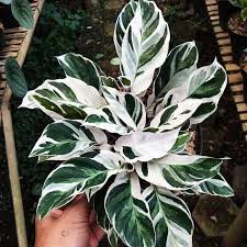  Harga  Bunga Calathea  Ornata Galeri Tanaman Hias