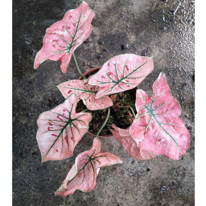 Tanaman Hias Keladi / Caladium Red Guava