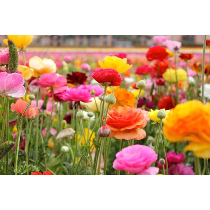 Amefurashi 1 benih/seeds Ranunculus Asiaticus Mache Mix Persian Buttercup Flower