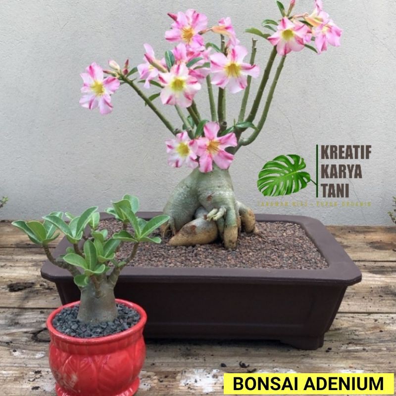 Bonsai adenium bonggol besar - Bonsai adenium kemboja jepang