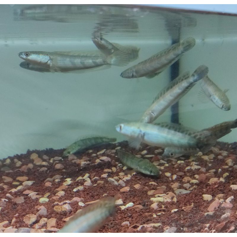 maru red barito 9 - 10 cm