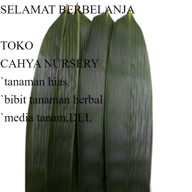 

100 pcs Daun bambu / bamboo fresh buat bakcang