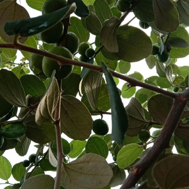 

[DISCOUNT KNJ34] buah bidara arab asli fresh langsung di petik isi 35 buah Terupdate