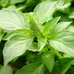 Benih Bibit Biji Kemangi - Kemangi Maldasari - Tidore Harum - Lemon Basil - Ocimum Repack Garuda See