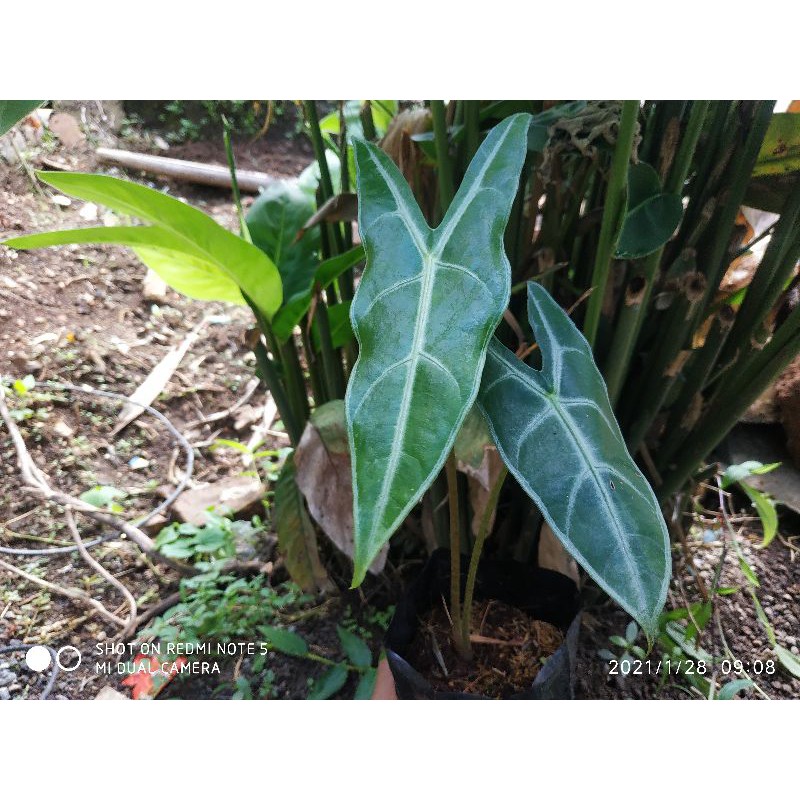 Alocasia Longiloba