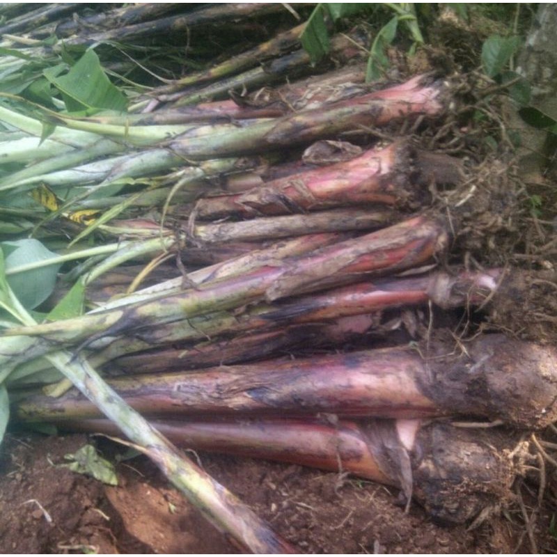 Pisang Merah Raja Udang