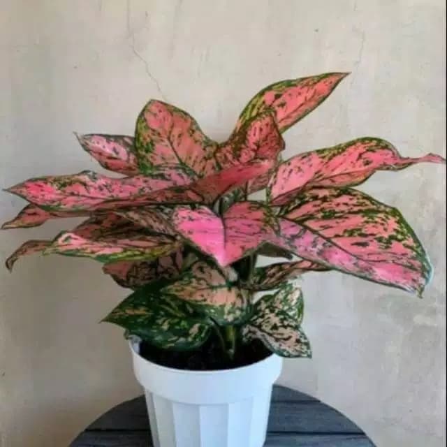 

NEW PROMO!!! Aglonema ledy valentine - aglo ledy valentine pink