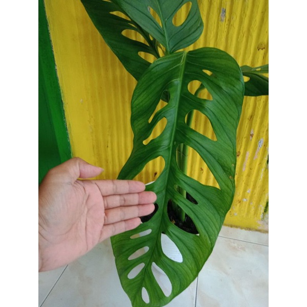 Tanaman Hias Monstera Esqueleto daun guedee panjang (Janda Bolong)zumbo, muraaah banget...