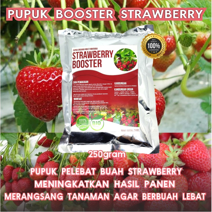 Pupuk Pelebat Strawberry Organik Penyubur Tanaman,Pupuk Booster Perangsang Buah Strawberry Stoberi