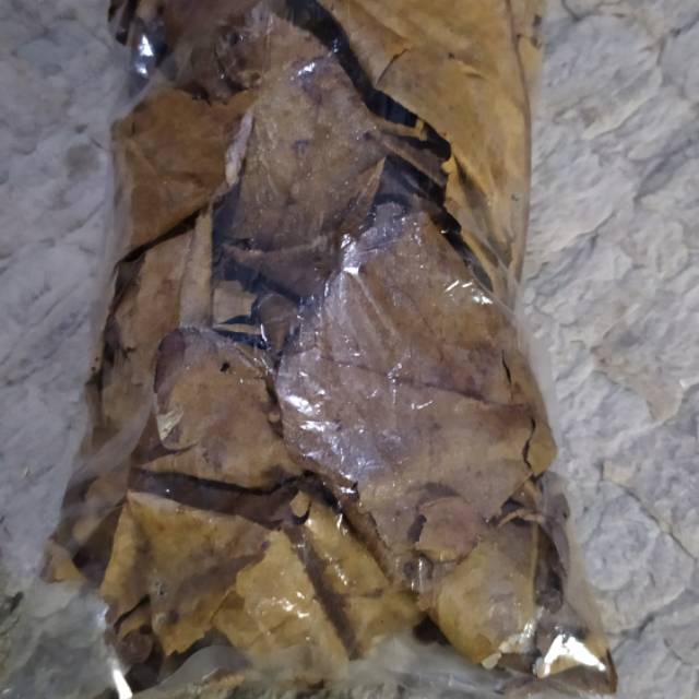

Daun katapang