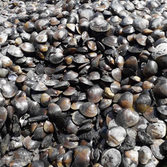 

Kerang remis-kerang sungai