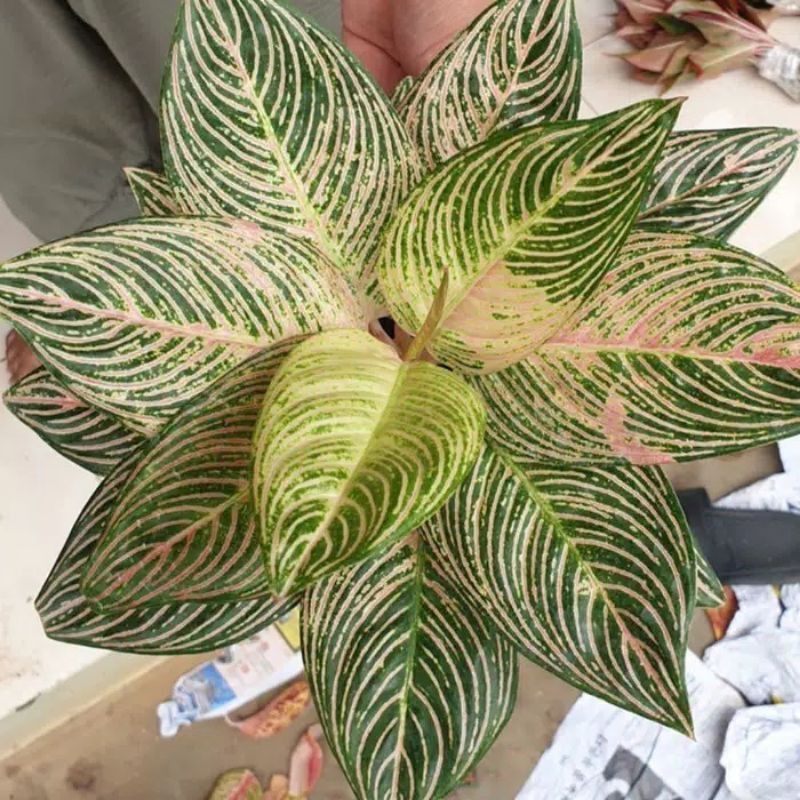 Tunas aglonema golden hope (Real)