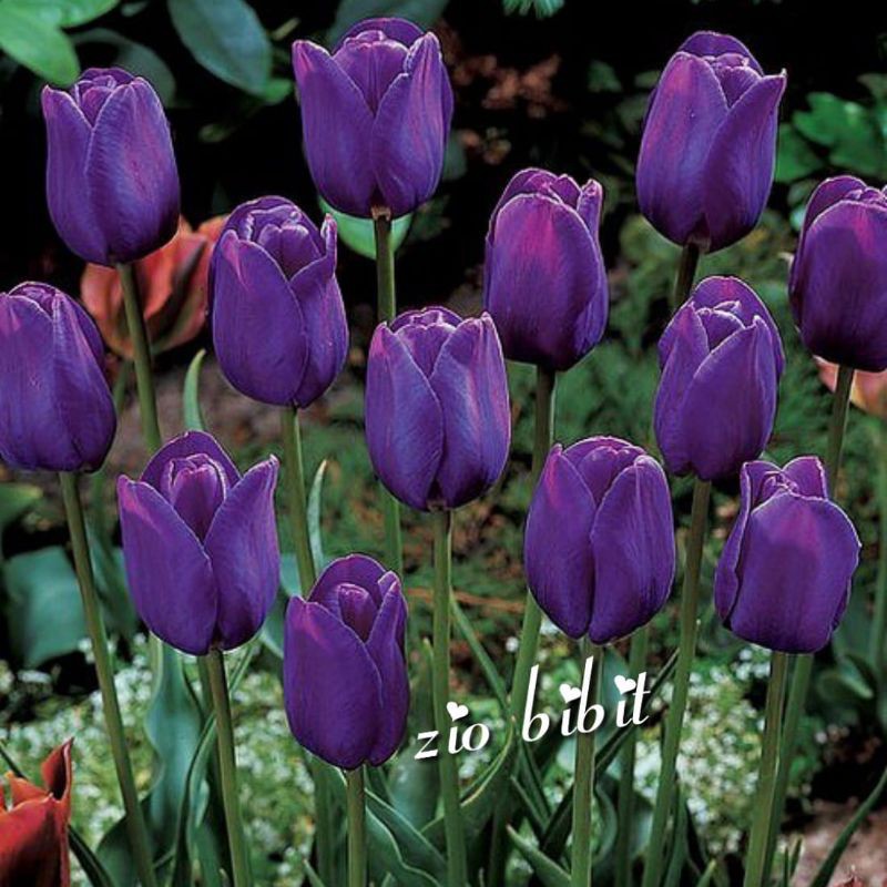 Benih/bibit/biji bunga tulip ungu asli holland belanda