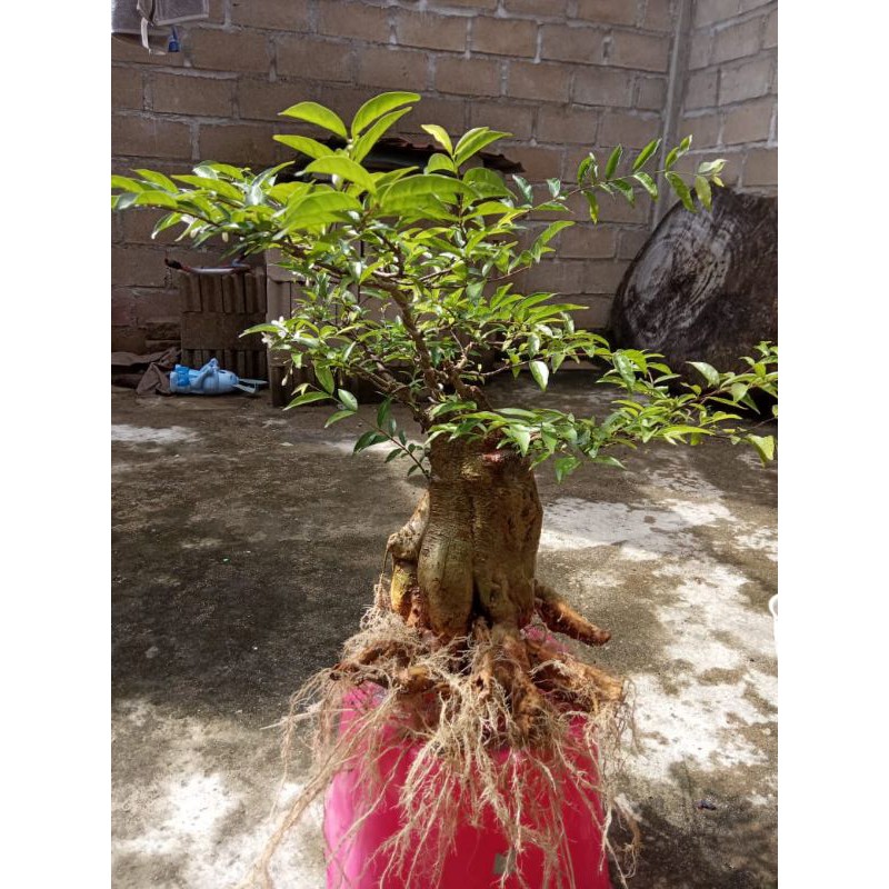 bonsai Anting Putri batang besar.