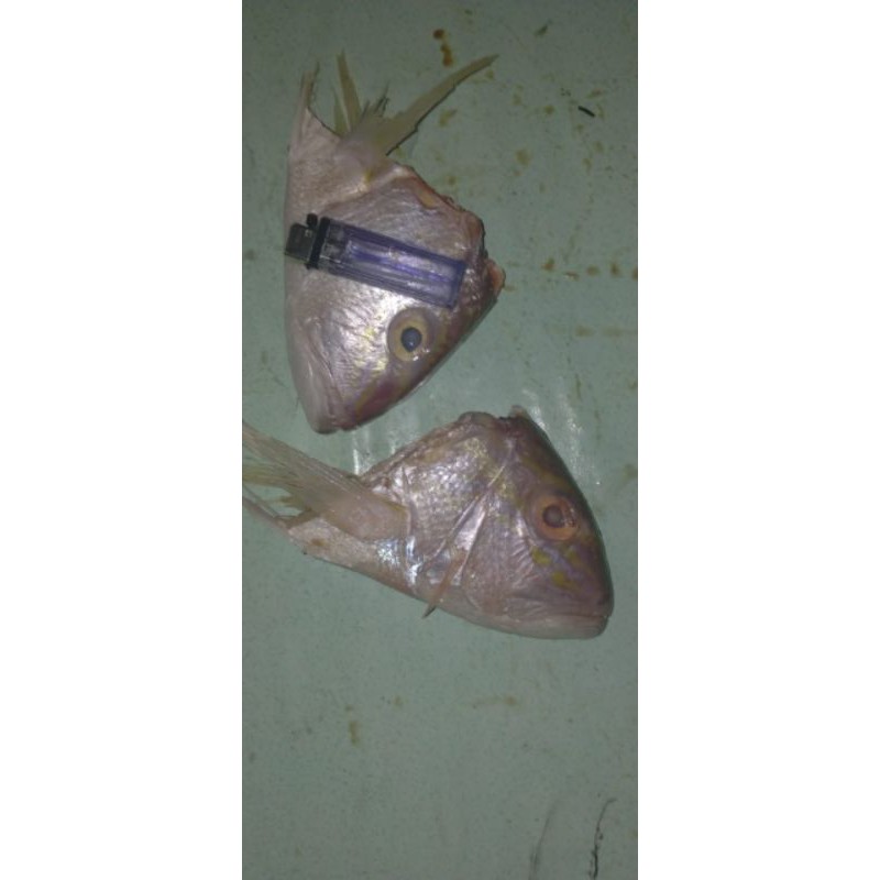 

KEPALA KAKAP ANGGOLI