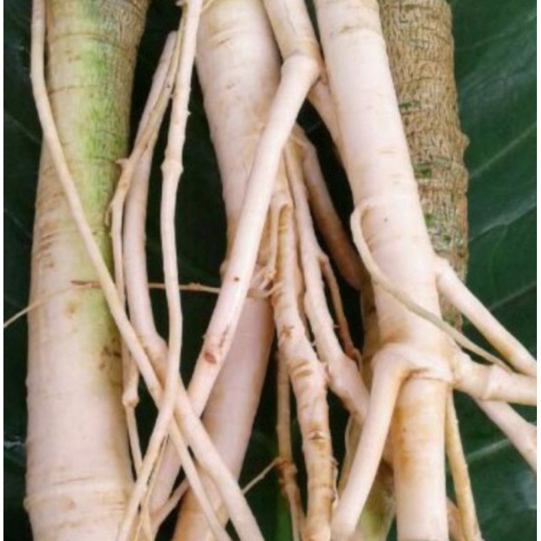 

100g Akar Pepaya Segar