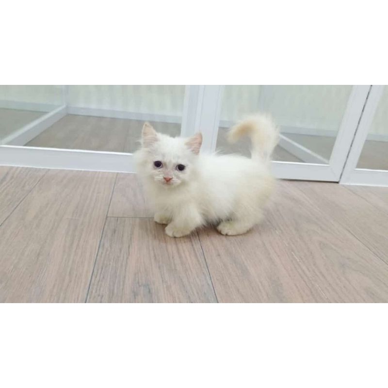 GAELIC STRAIGHT MALE