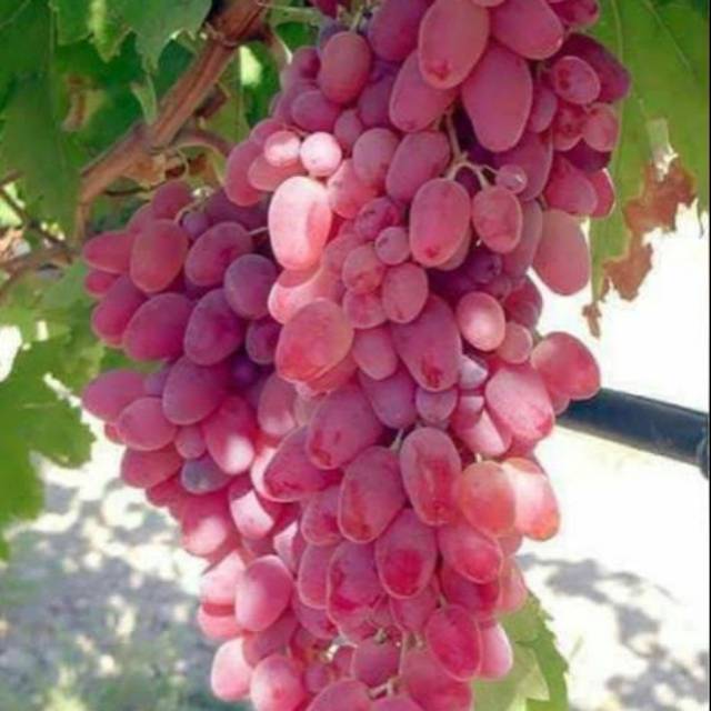 bibit anggur merah import
