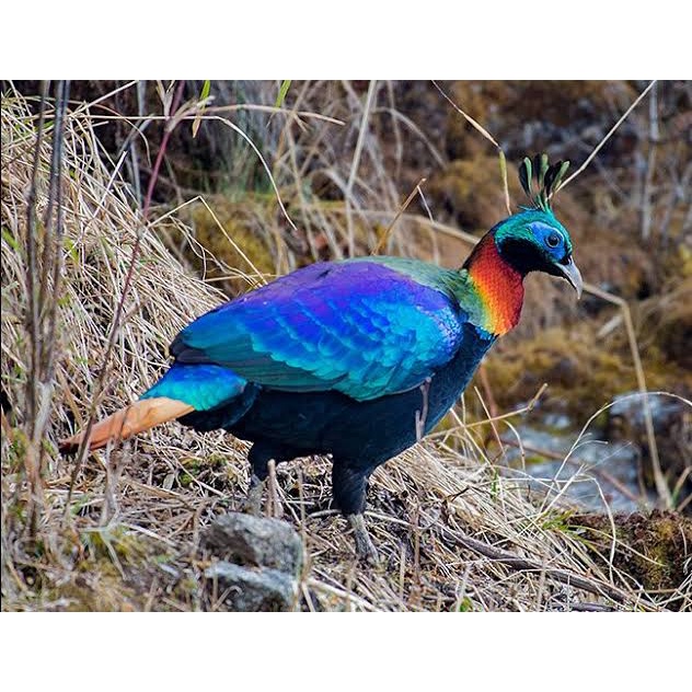 

TELUR AYAM HIAS RINGNECK PHEASANT JENIS IMPEYAN FERTIL ASLI UNTUK TERNAK