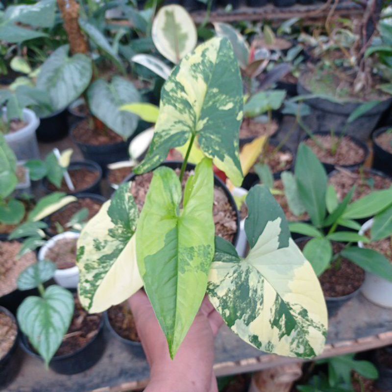 TANAMAN HIAS SYNGONIUM VAR YELLOW