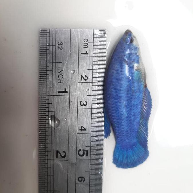 Ready Ikan Cupang Betina Giant Blue Solid Ramadhanistore01