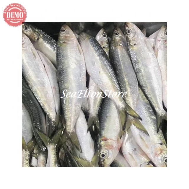 

Ikan Sarden Segar Hasil Laut Segar Fresh