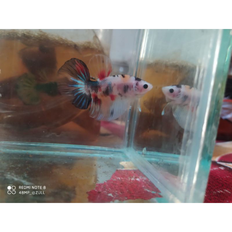 Ikan cupang hm koi nemo