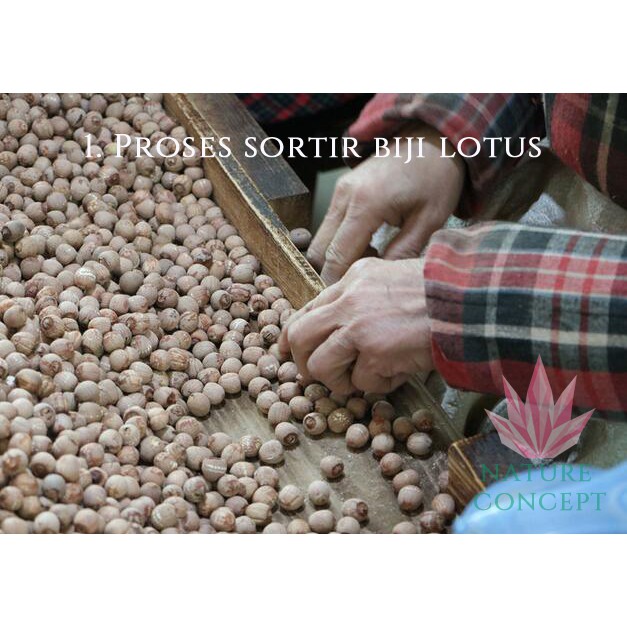Biji Teratai Lotus Seed Fresh Makanan Diet Sehat Alami Organik Lian zi Grade AAAAA Terbaik