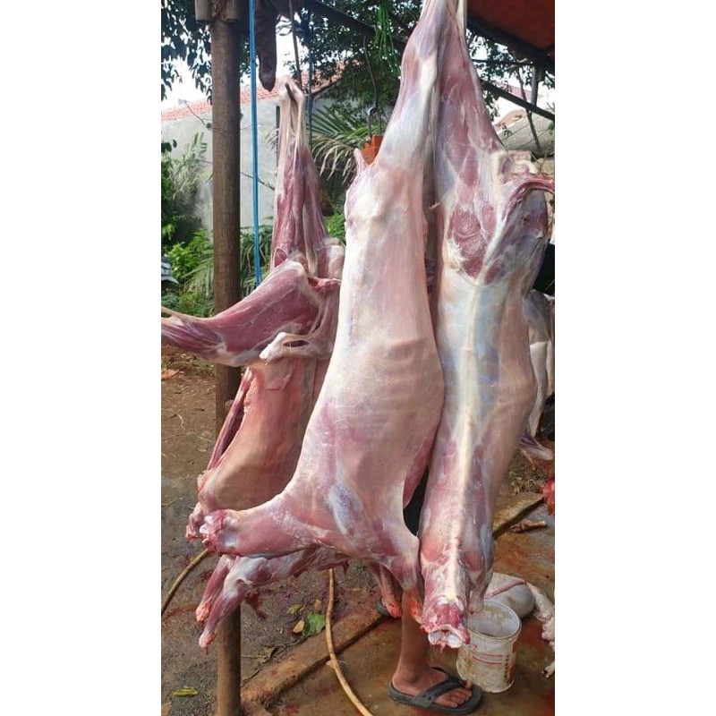 

Daging Kambing Karkas Fresh Halal 1 ekor