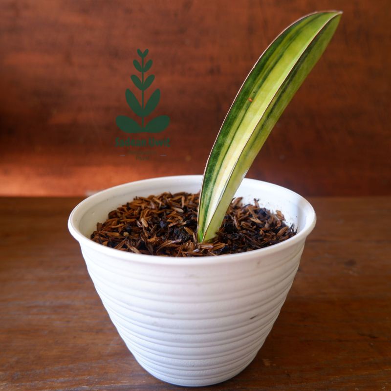 Jual Tanaman Hias Dekorasi Sansivera/Sansevieria Baseball Bat Variegata ...