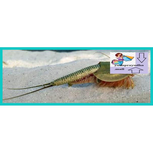 

54Etr7U- Instant Creature Triops Longicaudatus Normal 9Uhhjt7-