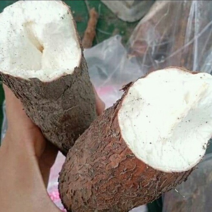 

singkong 1kg