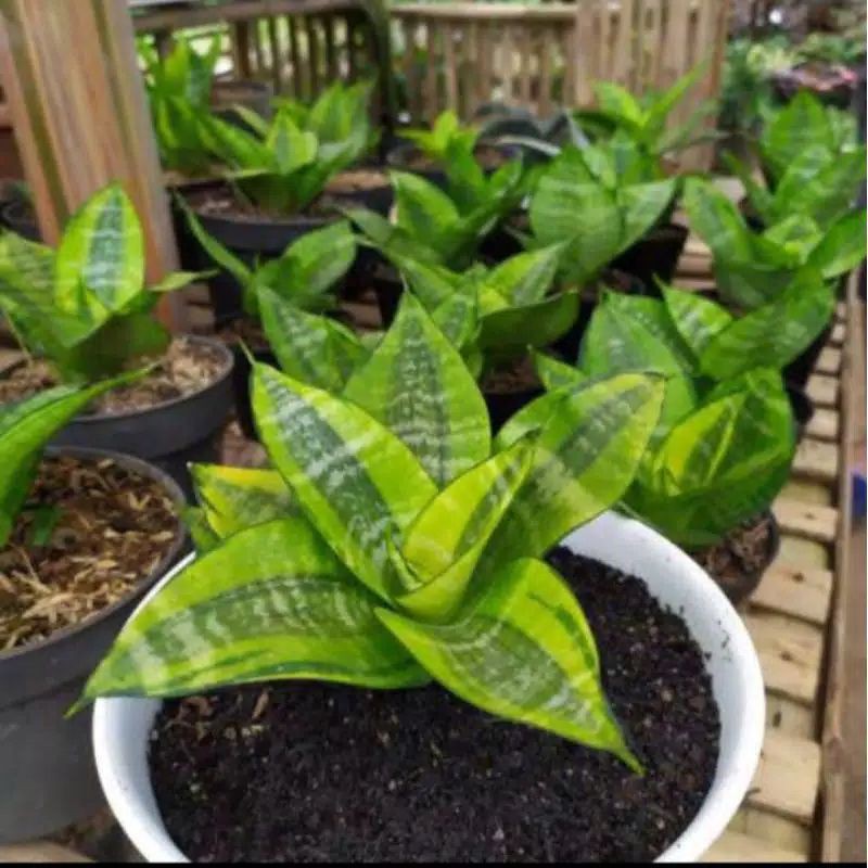 tanaman hias sensivera hahnii philipine