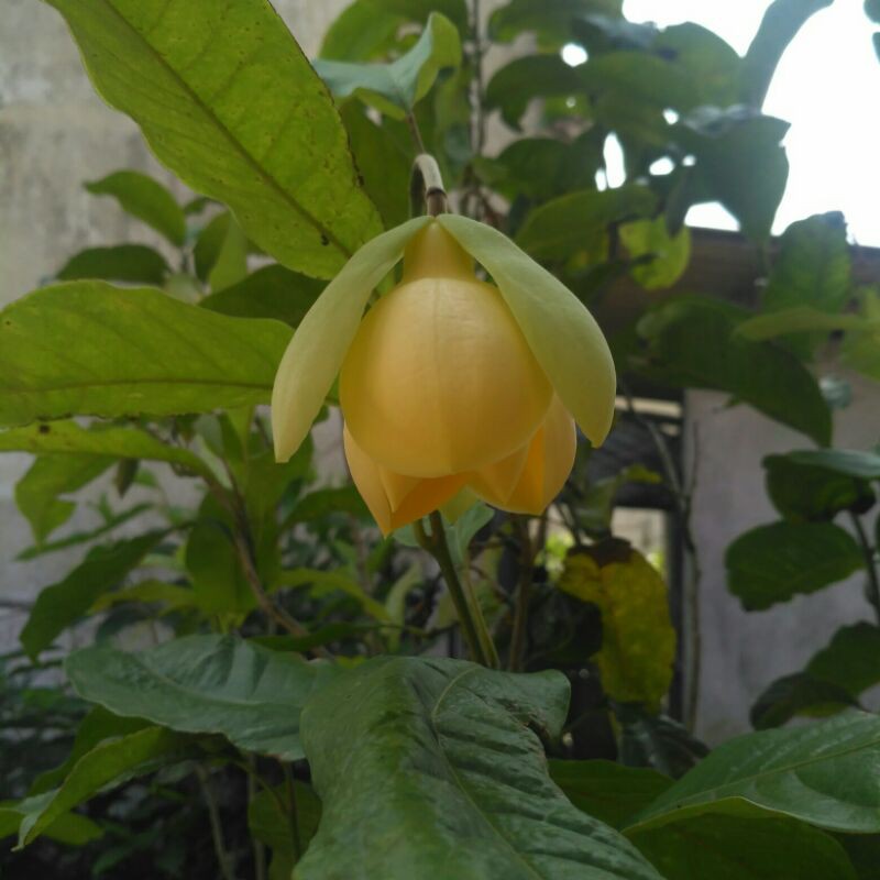 tanaman Cempaka gondok kuning super wangi