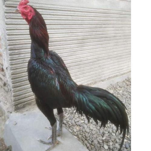 COD  1.1 Telur Ayam Pakhoy Maneedaeng X Blackbull Full Brakot - Ayam Bangkok Import - pakoy import - Telur Pakoi - pakoe brutal [KODE 705]