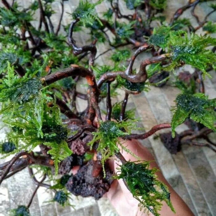 tanaman aquascape bonsai aquascape